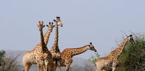 The Giraffes have tried to help